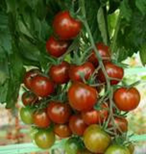 10 Sunchocola Tomato Seeds - New To Shop