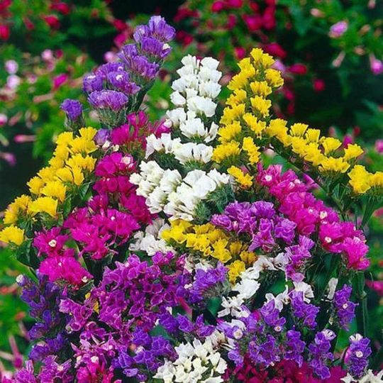Usa Seller Pacific Mix Statice 25 Seeds Heirloom Limonium