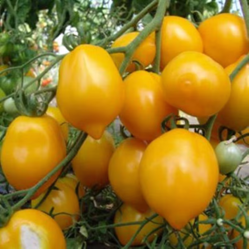 Tomato Citrina Seeds Open-Pollinating Non Gmo For Planting | 204437