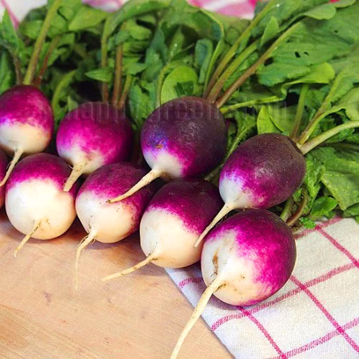 320 Seeds - Radish Diana Two Tones Radish Purple Seeds Vegetable
