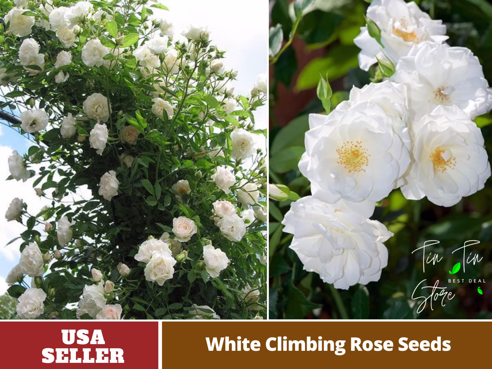 30 Rare Seed-White Climbing Rose Seeds Perennial -Authentic Seeds-Flowers -Organic. Non Gmo -Vegetable Seeds-Mix For Plant-B3G1-#1100