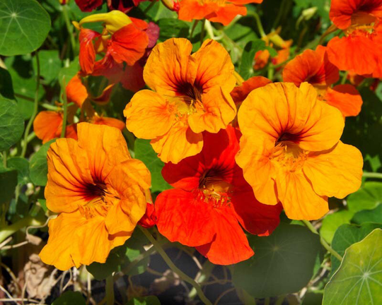 Nasturtium Seeds, 50 Nasturtium Alaska, Ukrainian Organic Tropaeolum Seeds, Sw732