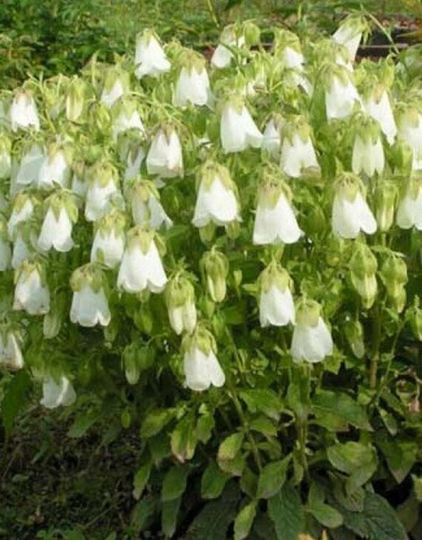 Simfiandra White Flower Seeds