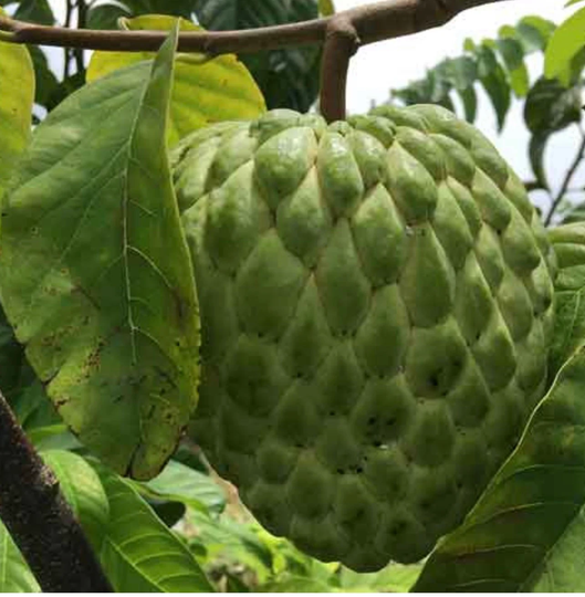 10 Sugar Apple Seeds, Annona Squamosa Tropical Fruit Sweet Sop Seeds