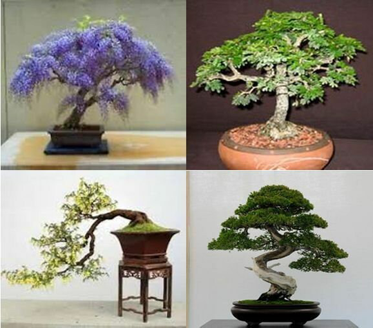 Mix Of 20 Tree Seeds.tree Seeds That Can Be Used For Bonsai. 5 Each Variety