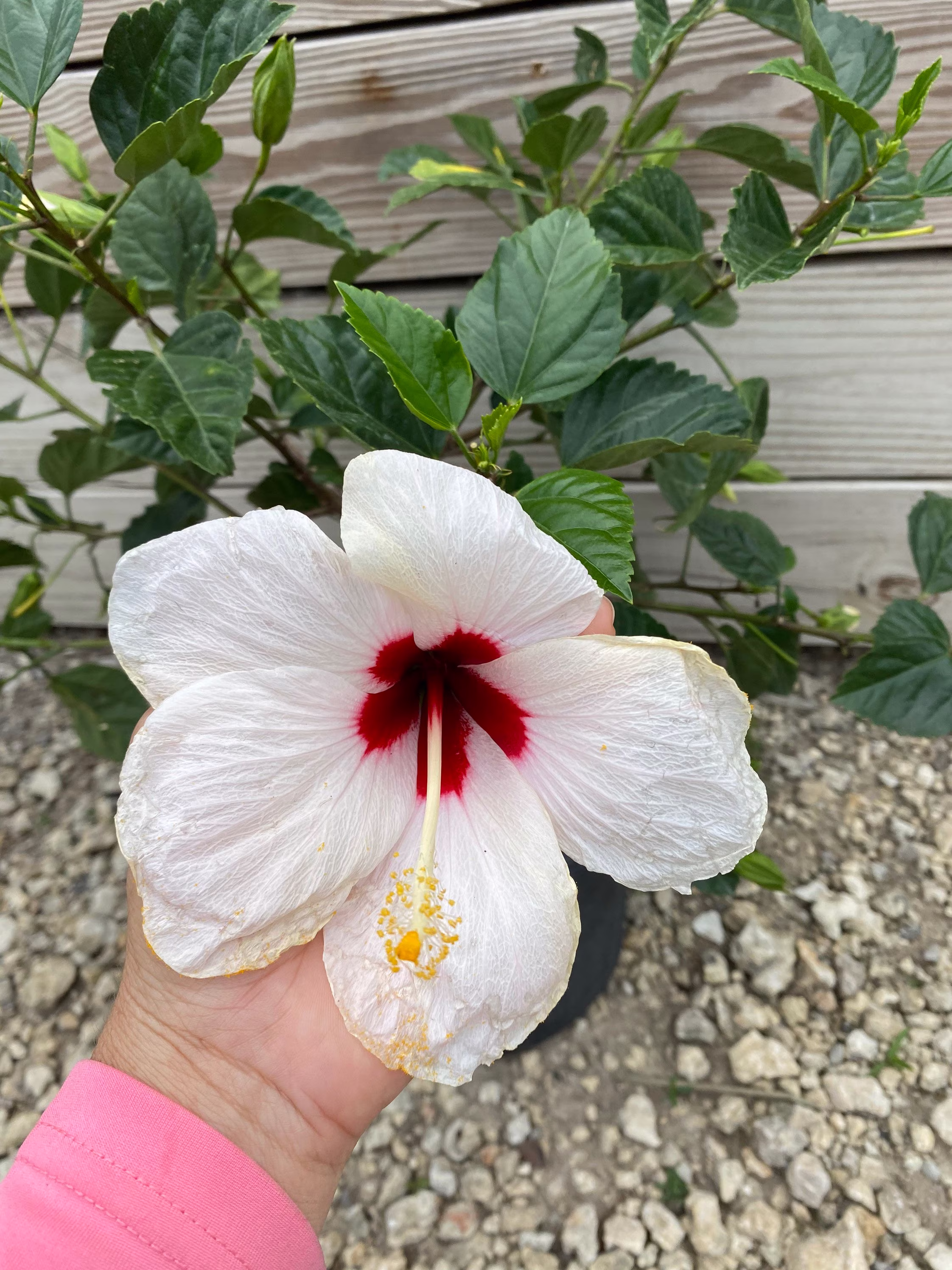 Hibiscus "White Wing' 10