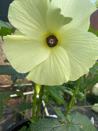 Okra Muskmallo Yellow Flower Seed 10