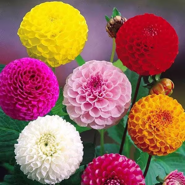 Seeds - Dahlia Double Pom Mix