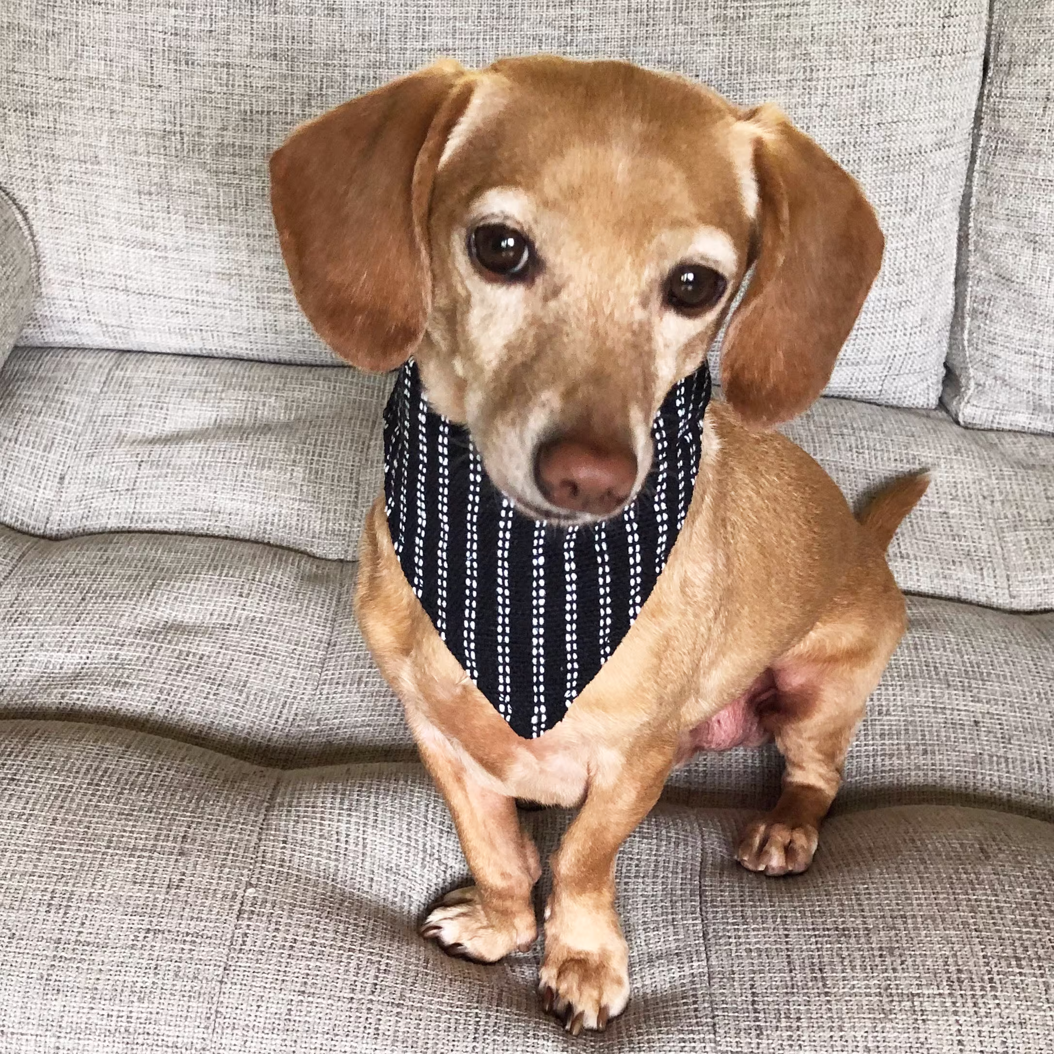 Walking Palm 100% Organic Dog Bandana | Pinstripe Woven