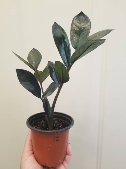 Small Black Raven Zz Plant, Zamioculcas Zamiifolia Plant