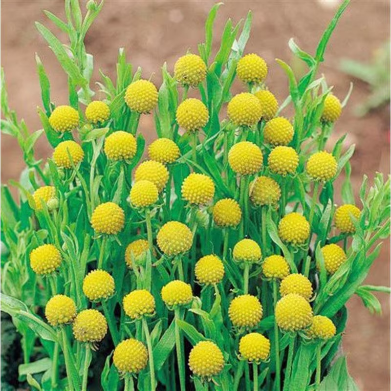Pineapple Helenium - Sneezeweed Seeds Annual Flowering Non Gmo For Planting | 203319