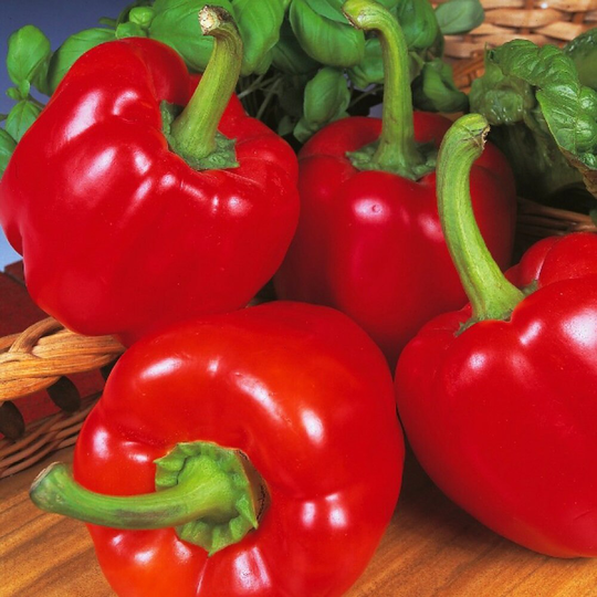 Red Peppers Beauty Bell F1 Vegetable Salad Plant Seeds - 8 Organic Pepper