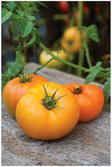 Vegetable - Tomato Orange Wellingtion 12 Premium Quality Seeds
