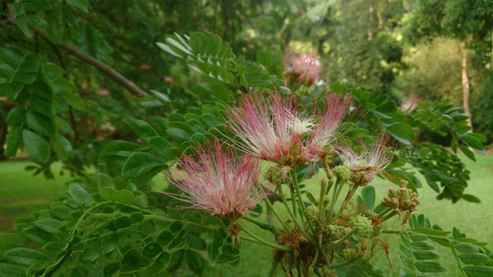 200 Samanea Saman Seeds , Rain Tree , Coco Tamarind French Tamarind, Monkey Pod .albizia Acacia Propinqua