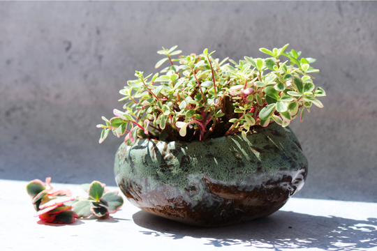 Premium Shallow Succulent Planter Pot, Ceramic With Decorative Patina Glaze, Kitchen, Living Room, & Home Decor