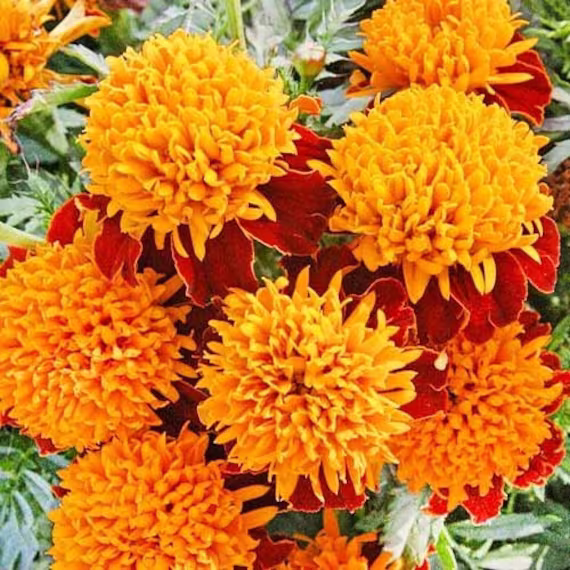 Flower Seeds Marigold Orange Flame