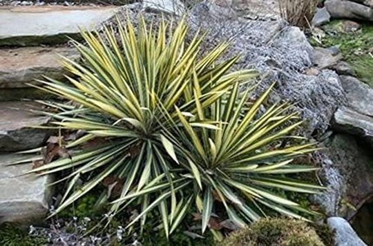 Natural Organic Flower Seeds "Yucca Filamentosa