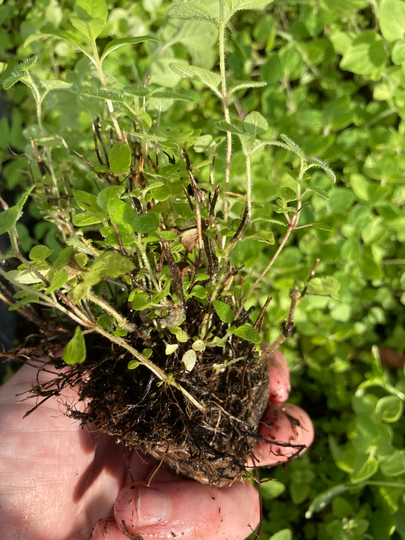 Marjoram | Herbs Transplants | Small Plants Free UK Postage