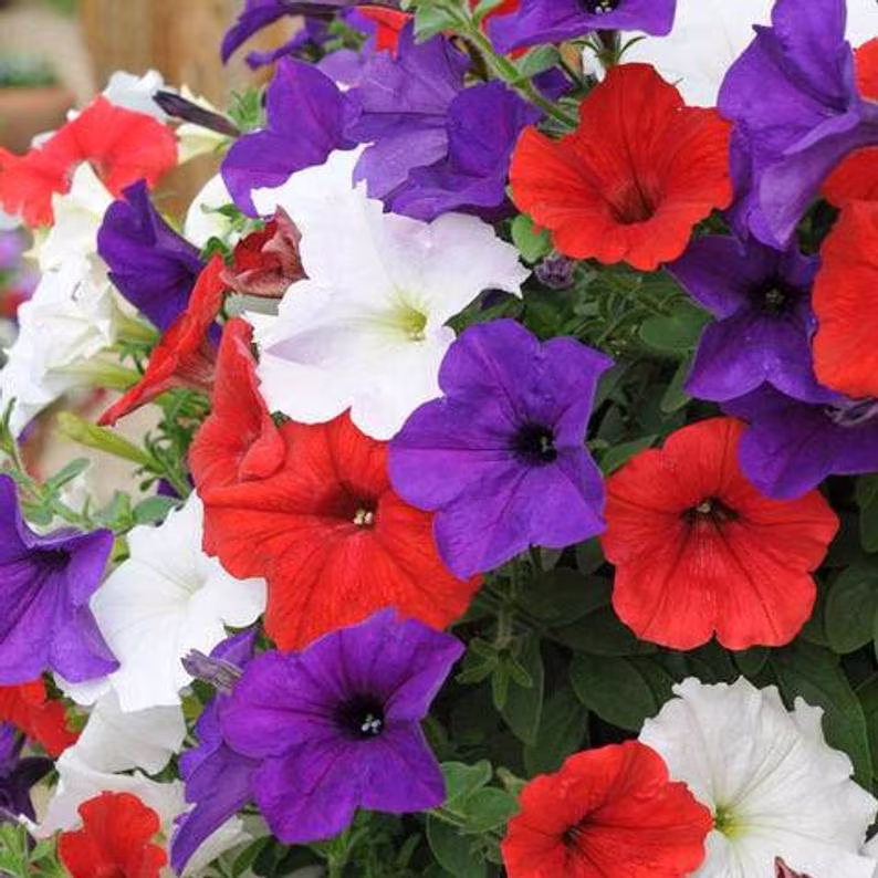 Petunia Seeds Easy Wave Flag Mix 100 Thru 500 Pelleted Bulk