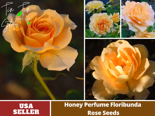 30 Seeds| Honey Perfume Floribunda Rose Seeds-Perennial -Authentic Seeds-Flowers -Organic. Non Gmo -Mix Seeds For Plant-B3G1#1107
