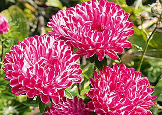 Aster Seeds Contraster Red
