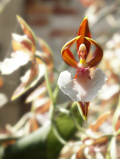50Pcs Orchid That Looks Like A Ballerina Flower Seeds | Code 31