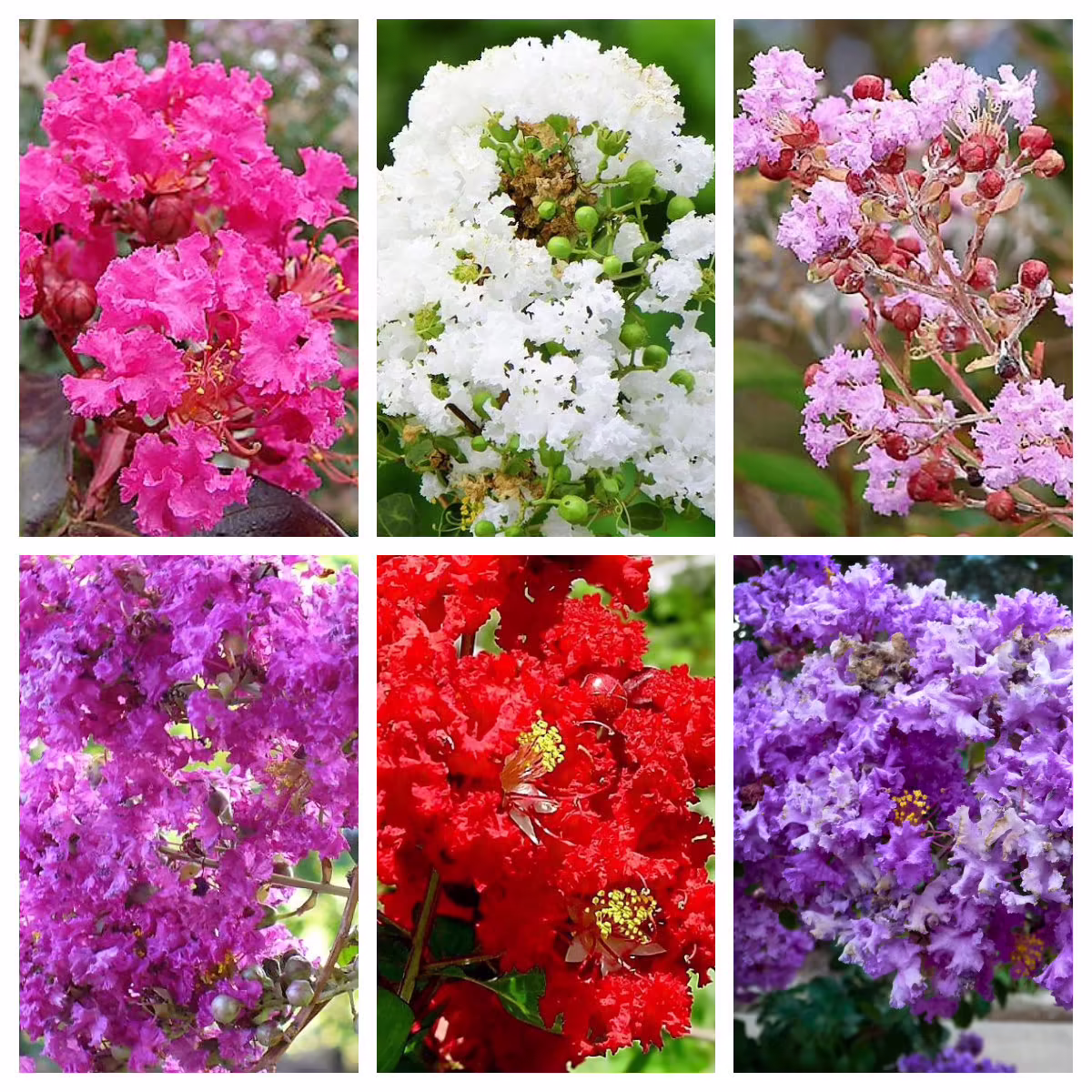 1000 Bulk Crepe Myrtle Mixed Colors Lagerstroemia Indica Mix Tree Shrub Flower Seeds - Red, Purple, Light Pink, Dark White, & Lilac
