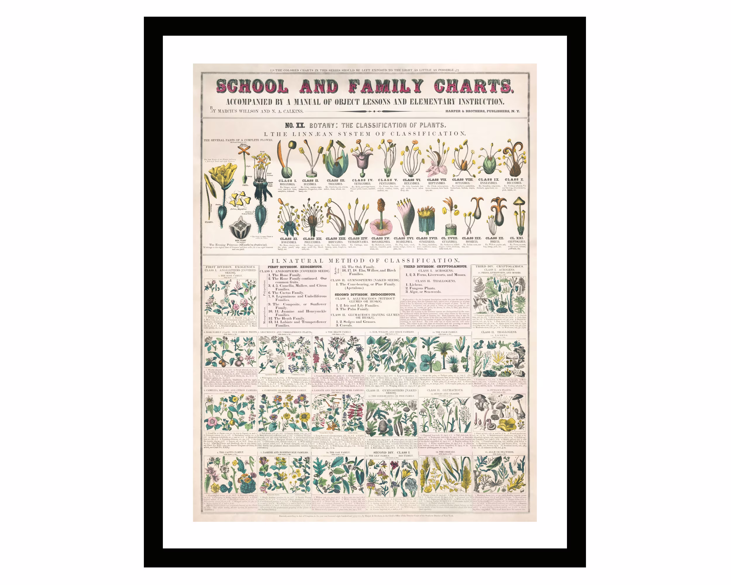 Vintage Poster Plants Botanical School & Family Charts Illustration Framed Print Kitchen Art By Marcius Willson Norman Calkins