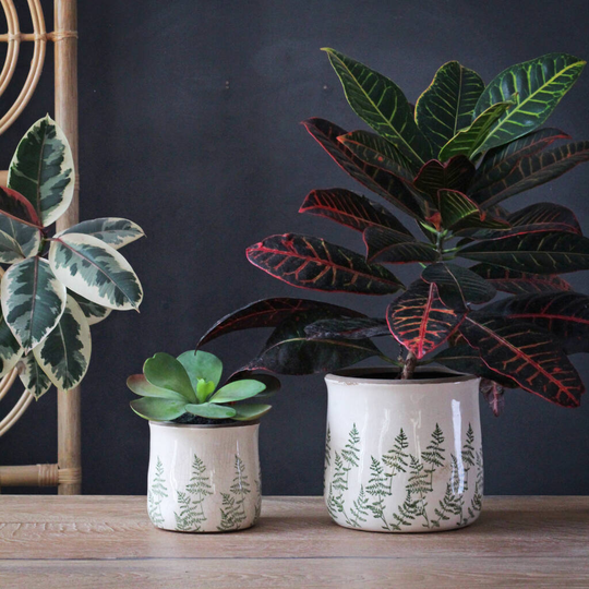 Pine Tree Pots