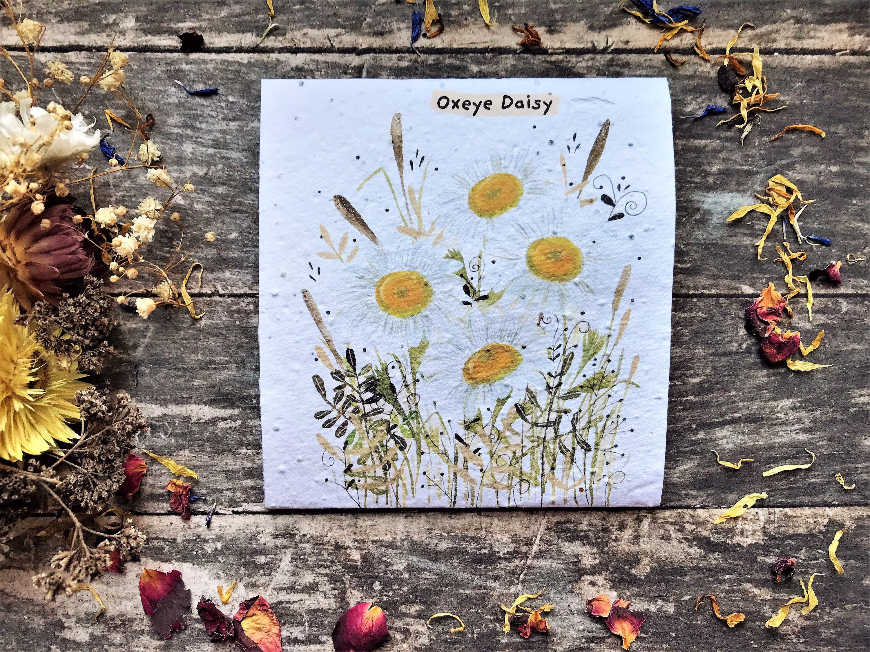 Pack Of Oxeye Daisy Seeds, Illustrated Nature Inspired Gifts , Great Colours , Birthday Gift , Mother's Day Gift, Seed Packets