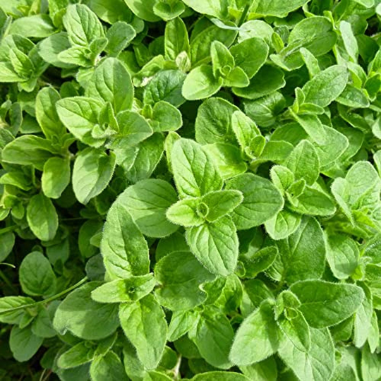 Herb Plants Oregano 'Hot And Spicy' In 9cm Pots