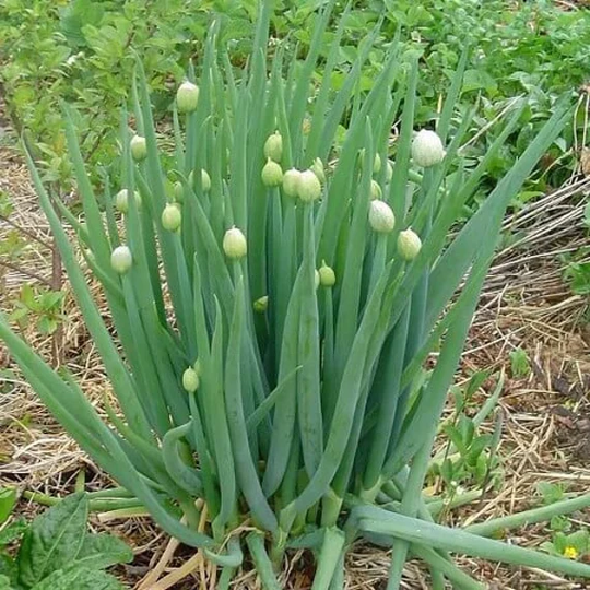 Onion Seeds Batun Piero About 100