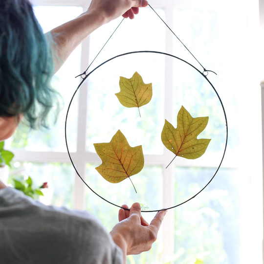 Framed Autumn Leaves, Dried Yellow Botanicals in Stained Glass, Round Floating Frame, Fall Leaf Wall Hanging Decor, Pressed Herbarium