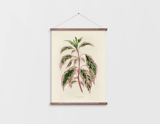 Rose Mallow Leaf Art Print, Minimalist Plant Art, Vintage Botanical Hibiscus Neutral Wall Art, Houseplant Poster A3 A4