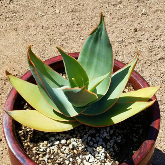 Coral Aloe Striata Houseplant Seeds - Tropical Indoor House Plant 15 Fresh Rare Easy To Grow Vera
