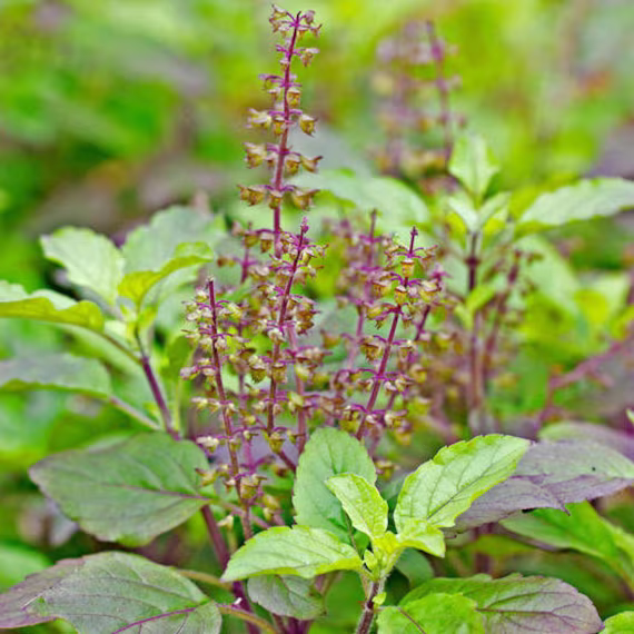 Usa Seller Holy Basil 100 Seeds Ocimum Basilicum