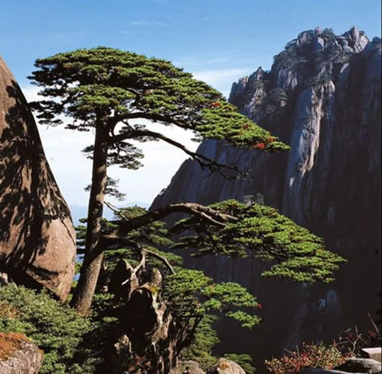 Huangshan Pine Tree | Pinus Hwangshanensis Seeds