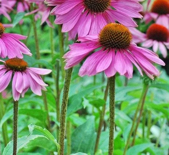 Purple Coneflower Echinacea Seeds