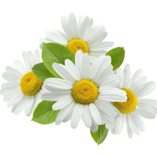 Herb Plants Chamomile In 9cm Pots