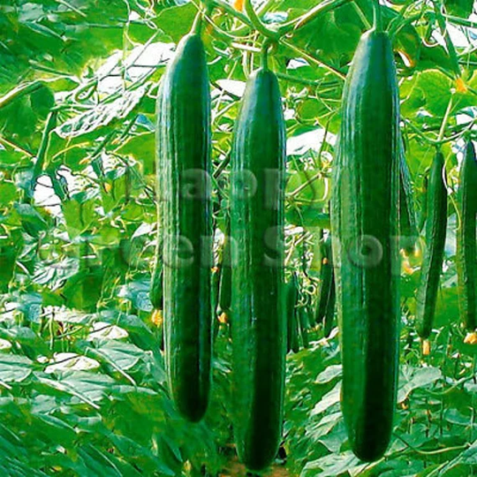 Vegetable - Cucumber Saturn F1 5 Selected Cucumber Seeds Long