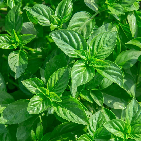 Genovese Basil Seeds | Organic & Non - Gmo