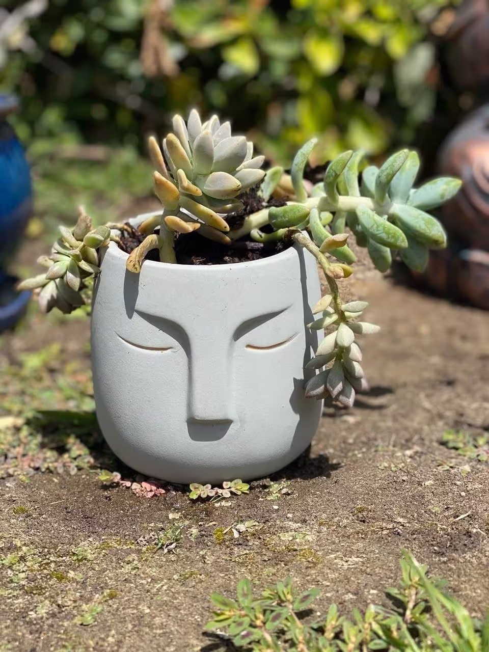 Ceramic Head Planter, Face Planter Indoor, Succulent Pot De Fleur, Pot, Flower Plant