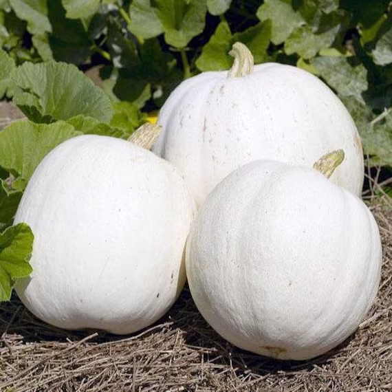 Casper White Pumpkin Seeds 10+ Ships Free
