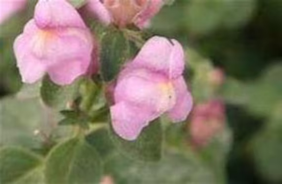 25 Pink Perennial Snapdragon Seeds - Antirrhinum Hispanicum