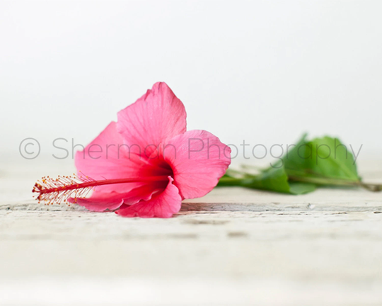 Flower Photography - Pink Hibiscus Photo Tropical Nature 8x10 8x8 10x10 11x14 12x12 20x20 16x20