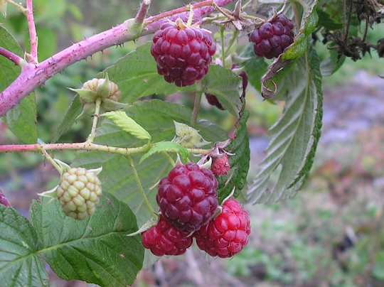 Grow Your Own Raspberries