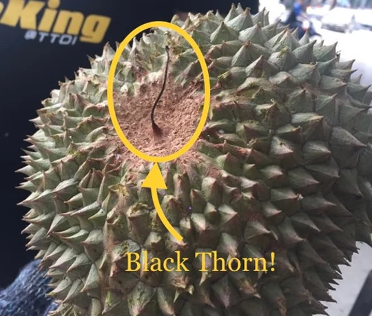 Black Thorn Durian Seed | D200 Limited Edition While Stock Last Freshly Harvested