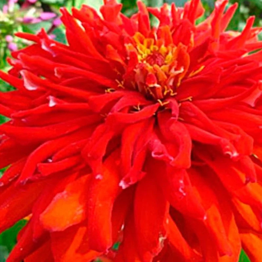 Zinnia Cactus Red Seeds Annual Flowering Non Gmo For Planting | 201843