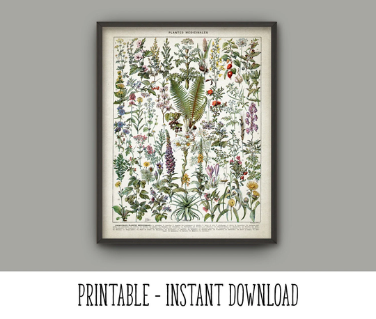 Printable Medicinal Plants Print, Herbalism Plant Decor, Healthcare Herb Remedies Green Decor French Book Plate Instant Download