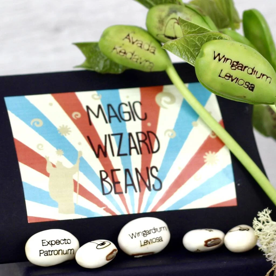 Magic Wizard Bean Grow Set